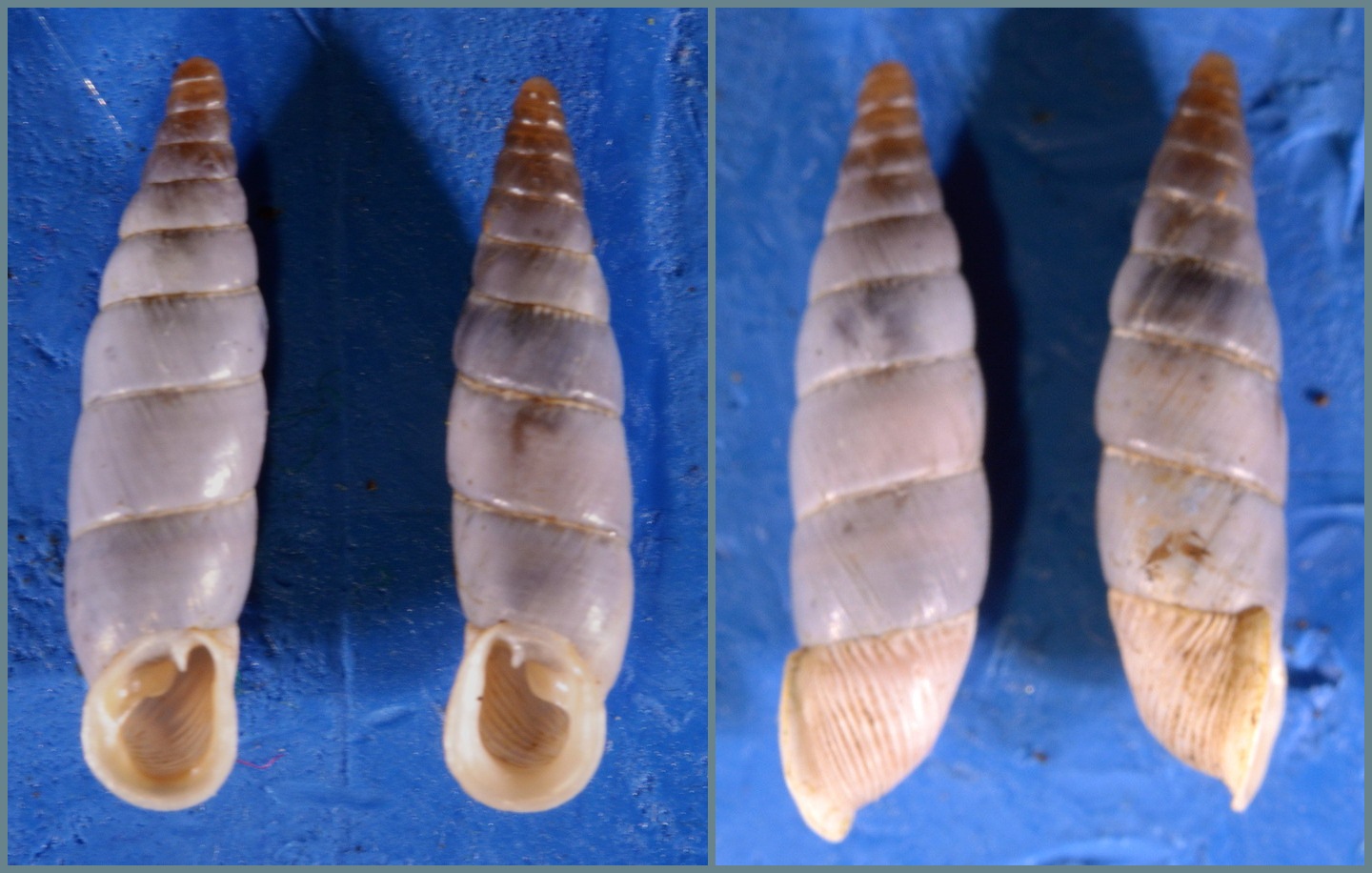 Leucostigma allo specchio